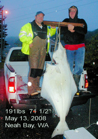 Huge Halibut With Fishing Lights